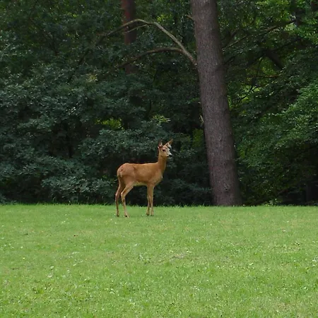 Wald Hamburg 1 Apartman *
